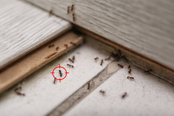 Wasp Removal Services in Fairfield, CA