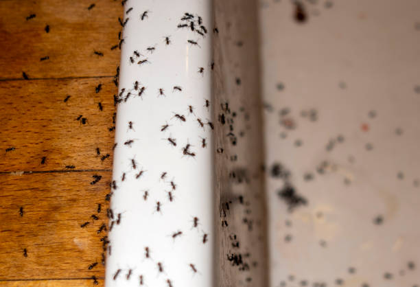 Best Termite Control Services  in Fairfield, CA